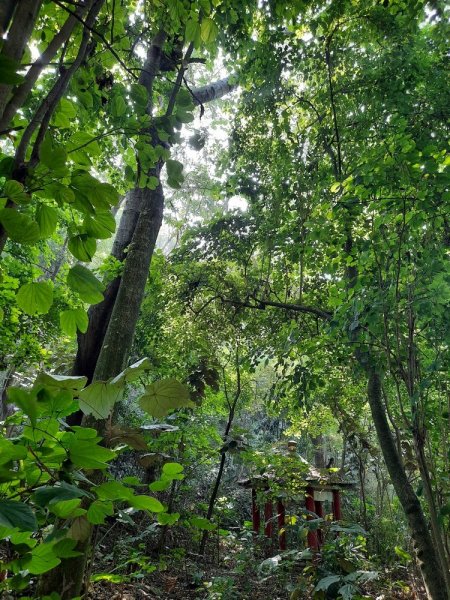 《彰化》田中森林登山步道O型202011221179768