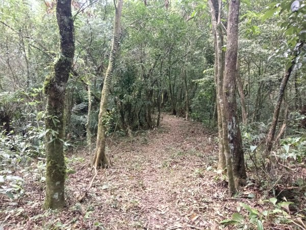 雙溪區打鐵寮山-鶯子嶺-坪溪山-烏山63號-烏山越嶺古道(坪溪山北峰)P字走3023720