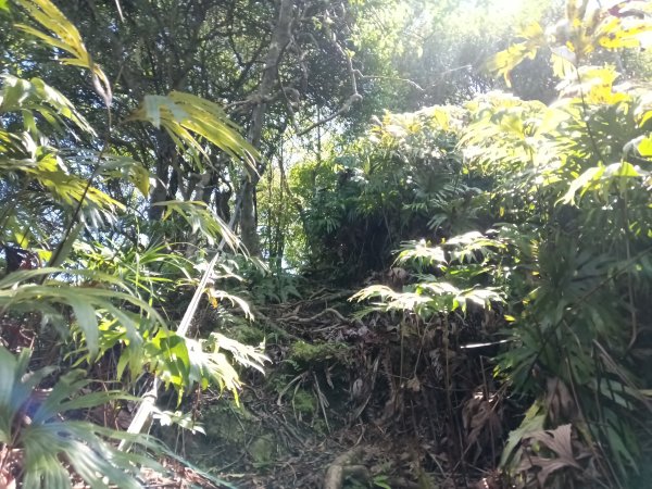 平溪區灰窯山驚險岩稜+司公碗帽山O型2897934