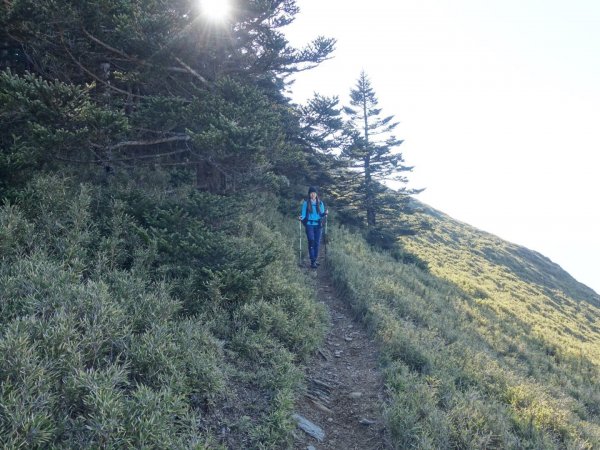 合歡山五座百岳賞杜鵑花587109