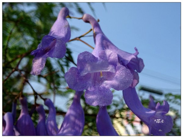 藍花楹花開1693119