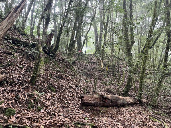 2025_0622 霞喀羅大山2819218