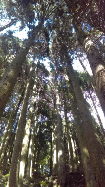 高聳雲天的檜山巨木群步道718783