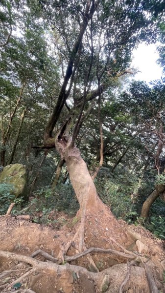 北得拉曼內鳥嘴山賞黃金山毛櫸、神木、雲海2647844