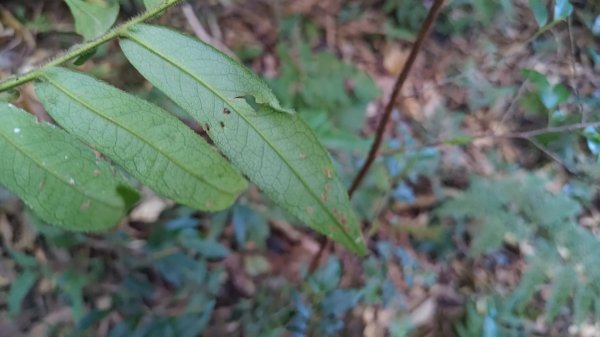 北坑山大板根東洗水山盡尾山東北峰2701688