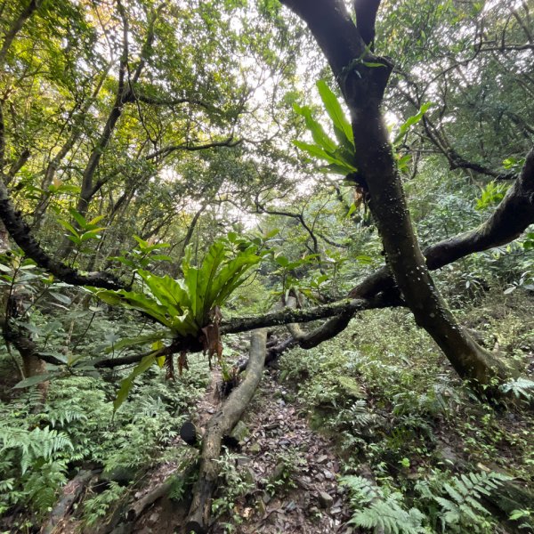 20250310_淡蘭古道北路第三段：澳底到石城車站2855723
