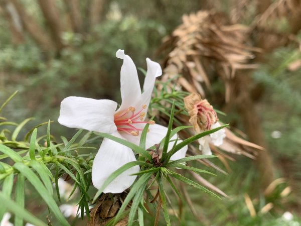 20260418屏東老力里山前峰