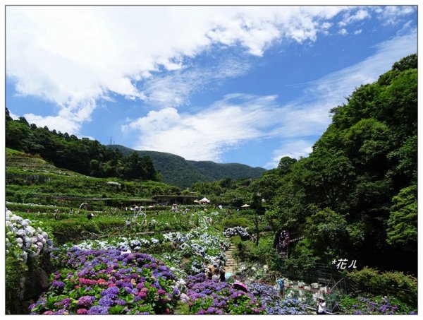 竹子湖/青楓步道986149