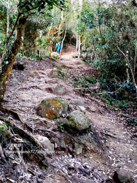 【苗栗】馬那邦山步道~ 聖稜線我終於見到你了1641953