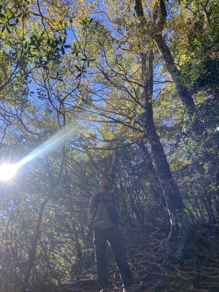 114.11.16 北得拉曼追黃金山毛櫸2937908