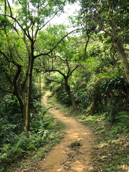 大同山-青龍嶺-大棟山-山佳車站930018