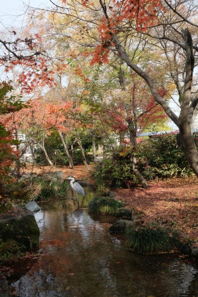 【海外健行】 漫步- 梅小路公園- 朱雀庭園- 西本願寺- 東本願寺1936102