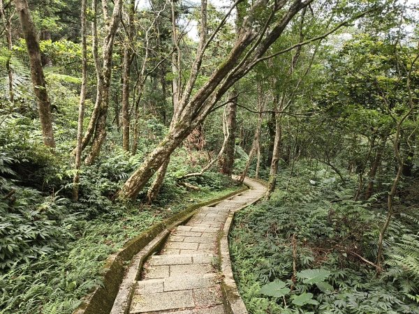 [百山百鳥尋旅-09/15] 2025_0920 滿月圓國家森林遊樂區步道群2893067