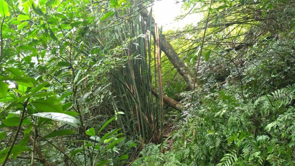 小百岳行~礁溪鵲子山（鵠仔山、鴻子山）跑770830