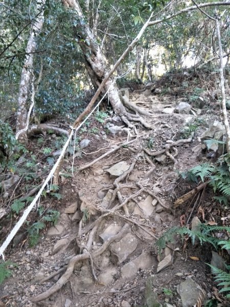 谷關七雄：八唐縱走(八仙山、唐麻丹山)1507573