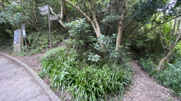 2024觀音觀鷹全7線| Mt. Guanyin |皇蛾|峯花雪月2504720