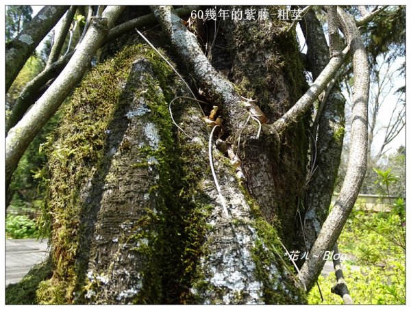 阿里山慈雲寺の紫藤2782150