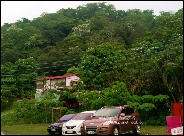    十一指古道包場賞桐花573596