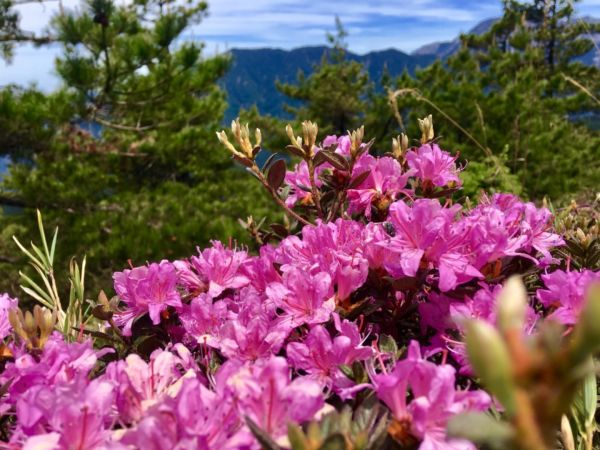 1070526合歡北峰杜鵑花343244