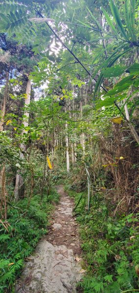 2023-11-12鵝公髻山步道(山上人家)2346267