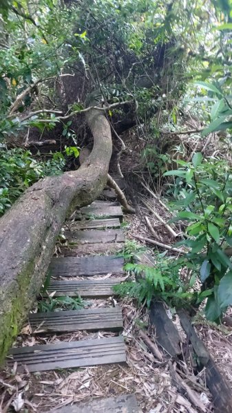 20250816_天上山系望月亭桐花段2863442