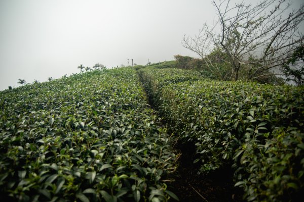 雲嘉七連峰 2025年12月2968905