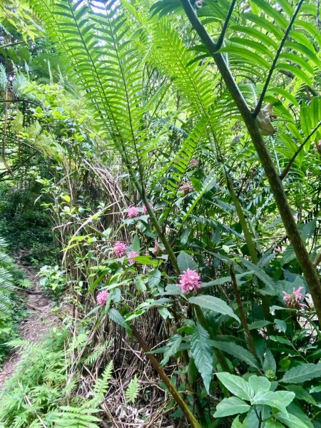 《陽明山的山林片刻｜沿著青春嶺路走向山野的綠意》2939237