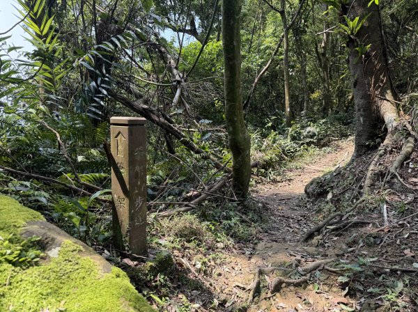 [微笑山線_第八段] 2026_0411 二格山系_筆架山北峰3035132