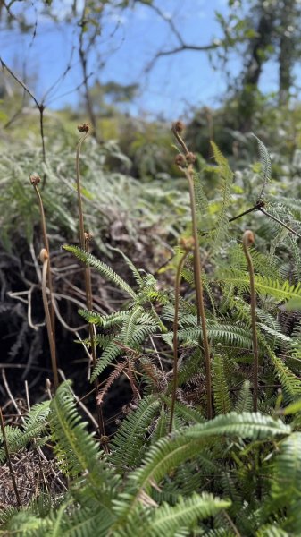 20250215新北投大師岩軍艦岩2718192