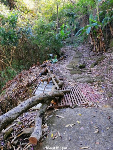 台中~原始悠靜山林~太平淨德寺後山步道1300305