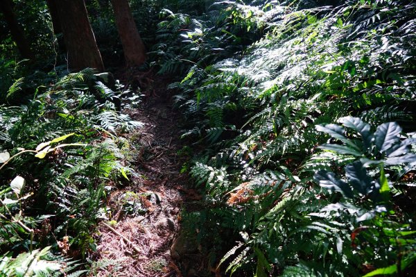 新竹關西鎮 水田林道之貴妃&那結山連走1539766