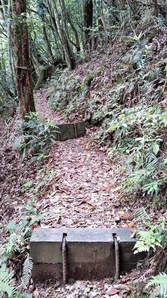 20230622 苗栗-雪見 東洗水山及北坑山 走走2192990