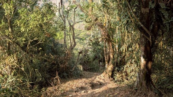 竹仔尖山步道3002520