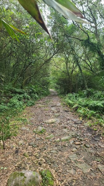 2025-01232淡蘭古道北二段(燦光寮古道到澳底)2696554