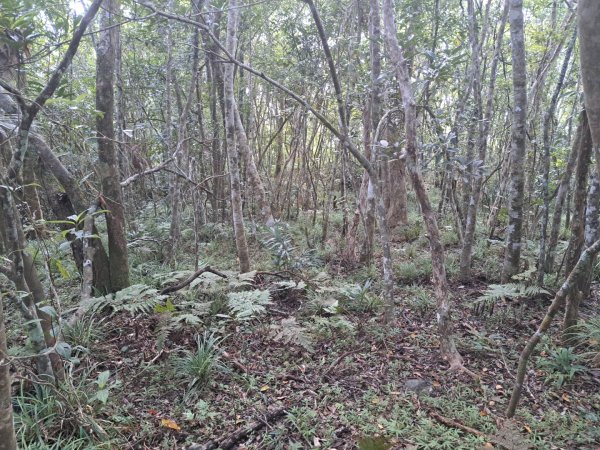 小百岳集起來月眉山步道3113065