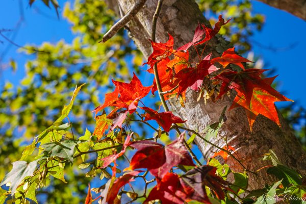 [苗栗]馬那邦山2355182