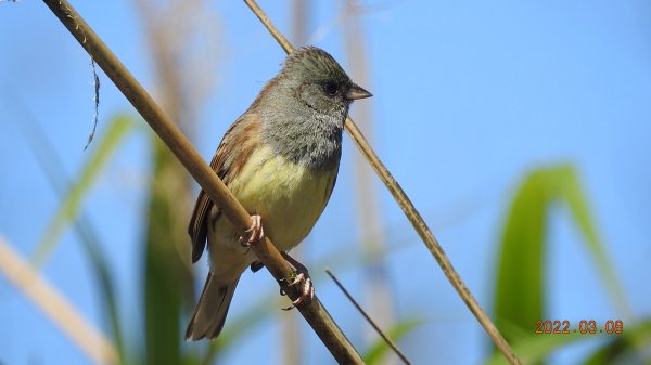 春暖花開，鳥語花香1633881