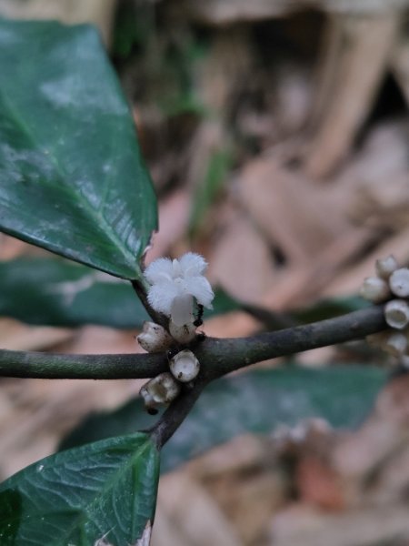 龍過脈森林步道2783812