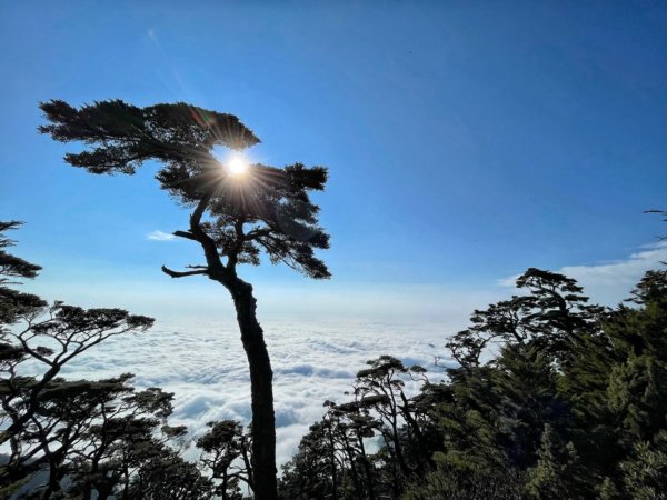 見證最美麗北大武山雲海、鐵杉1318827