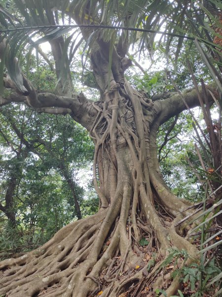 臺北大縱走第六段：中華科技大學至捷運麟光站2790262