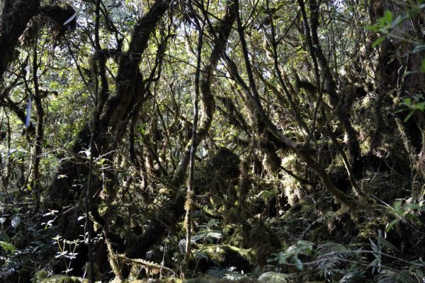 20120513司馬庫斯越嶺鴛鴦湖2206680