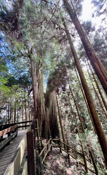 觀霧-檜山巨木群步道2925584