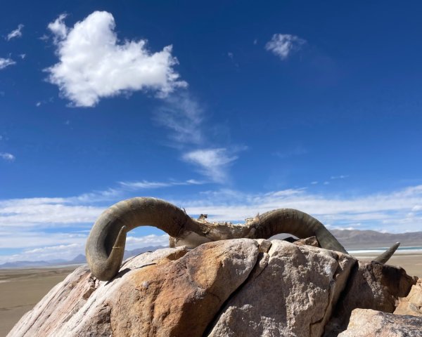 川藏318熱門的卡點-尼瑪-當惹擁措-大地之樹-雅丹地貌聖象天門2905340
