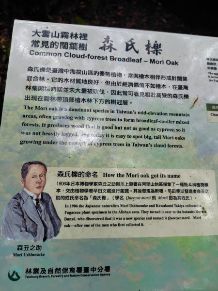 稍來小雪山國家步道、船型山、鞍馬山、鞍馬山東北峰、天池、雪山神木2799864