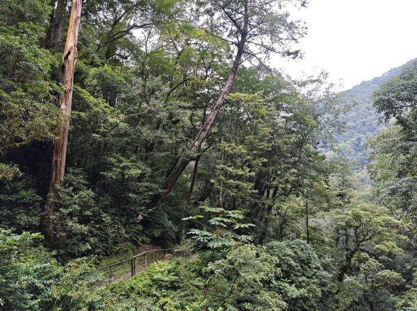 2025_0713 拉拉山神木群步道2837387