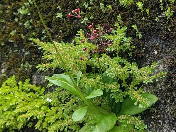 華山4-2號步道上雲嘉連峰2579312