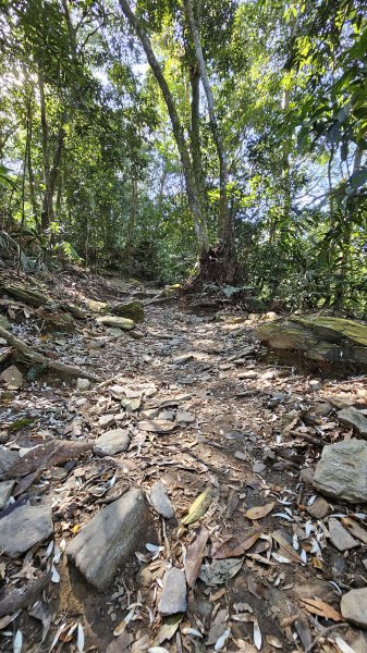 250123-八攀魔王小百岳#073尾寮山。想不到美美兔尾寮山五闖、六登、七衝已攻佔＜台灣森林悠遊網2697995