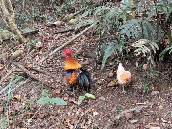 頭嵙山二嵙山O形2690498