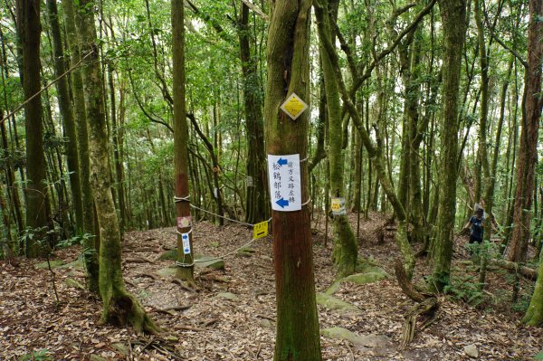 台中 和平 南松鶴山、八仙山、東松鶴山2877995