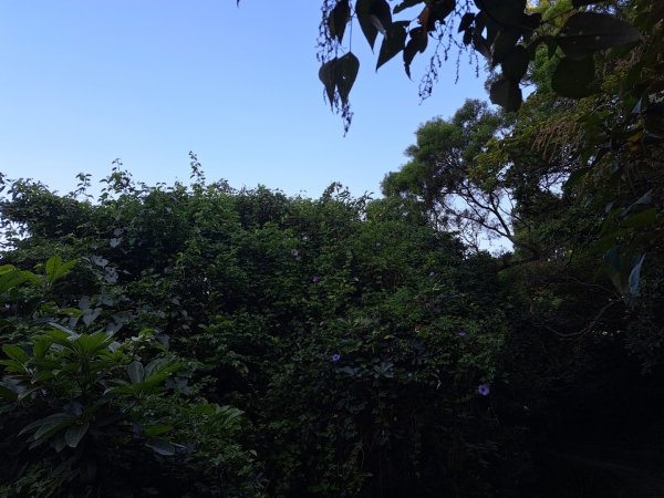 新竹鳳崎落日，司馬庫斯神木群，李崠山步道3131068